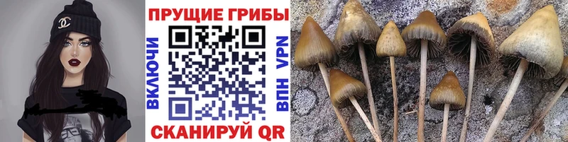 Псилоцибиновые грибы ЛСД Ветлуга